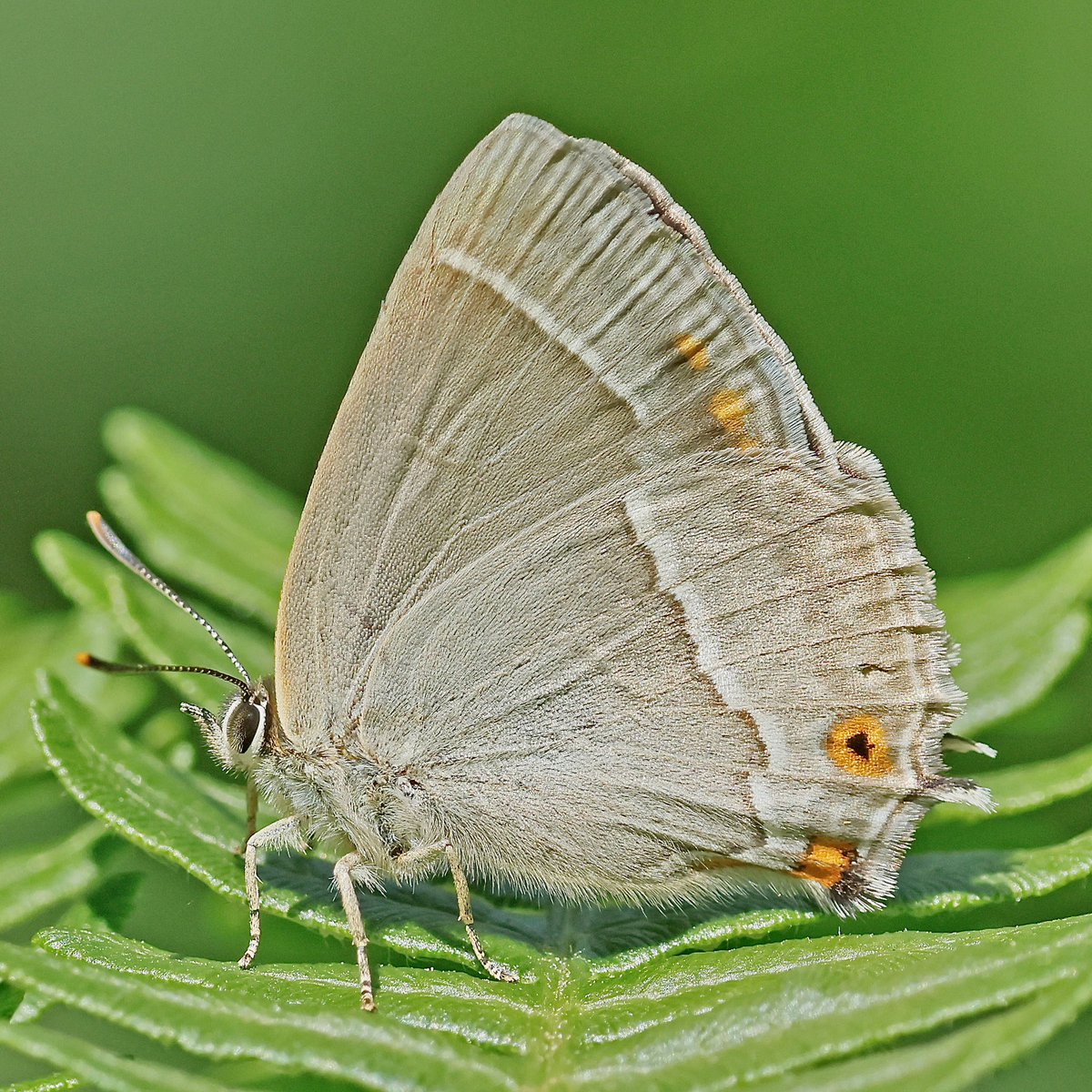 Steve Nikols (@nikols_steve) on Twitter photo Purple Hairstreak, Ryton Wood. <a href="/BCWarwickshire/">BC Warwickshire</a> <a href="/savebutterflies/">Butterfly Conservation 🦋</a> <a href="/WKWT/">Warwickshire Wildlife Trust</a> Purple Hairstreak, Ryton Wood. <a href="/BCWarwickshire/">BC Warwickshire</a> <a href="/savebutterflies/">Butterfly Conservation 🦋</a> <a href="/WKWT/">Warwickshire Wildlife Trust</a>