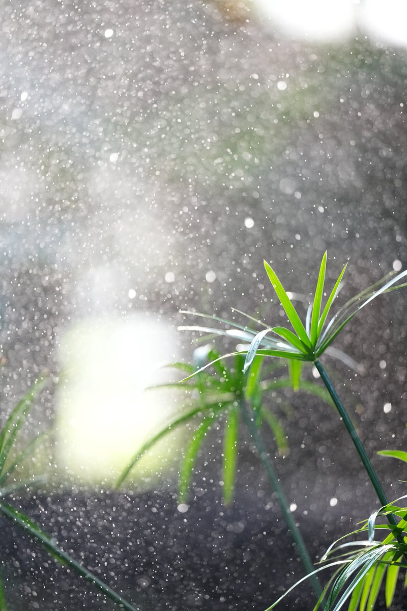 人工降雨が西陽に照らされてキラキラしてたので梅雨明けて暑いしちょっとでも涼しくなるようにアフリカの植物パピルスに雪が降り注いでるようなイメージで撮りました。

なんていう意図は全くもってなかったんですが、涼しげに見えるのでこれはこれでヨシ。

#神戸どうぶつ王国 
#パピルス