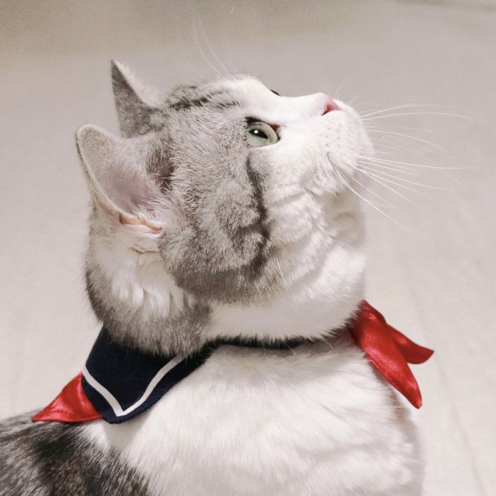 atelier_mam's tweet photo. 猫の首輪屋をしています

着けやすい猫のセーラーくびわや
天使の羽首輪を作っています

出展名：アトリエMam
ブース：南1階H-245
出展日：7/5(土)、6(日)  両日

#デザフェス61
#デザフェス61リポスト 
@designfesta https://t.co/MewyLM9TTS