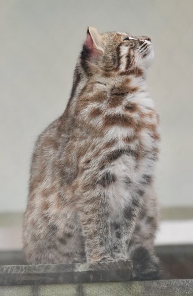 tama080707's tweet photo. あざもちゃん
右向むいて〜  左向いて〜😻
2024/12/12📷
#東山動植物園   
#京都市動物園
#ツシマヤマネコ 
#tsushimaleopardcat 
#Azamo https://t.co/2NWW2bKaNb