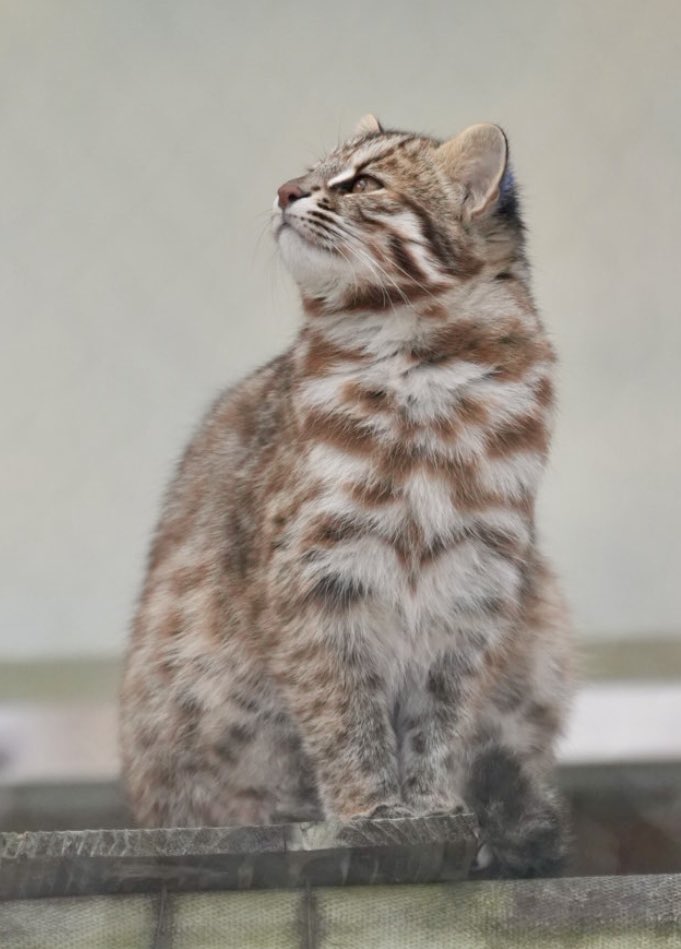 tama080707's tweet photo. あざもちゃん
右向むいて〜  左向いて〜😻
2024/12/12📷
#東山動植物園   
#京都市動物園
#ツシマヤマネコ 
#tsushimaleopardcat 
#Azamo https://t.co/2NWW2bKaNb
