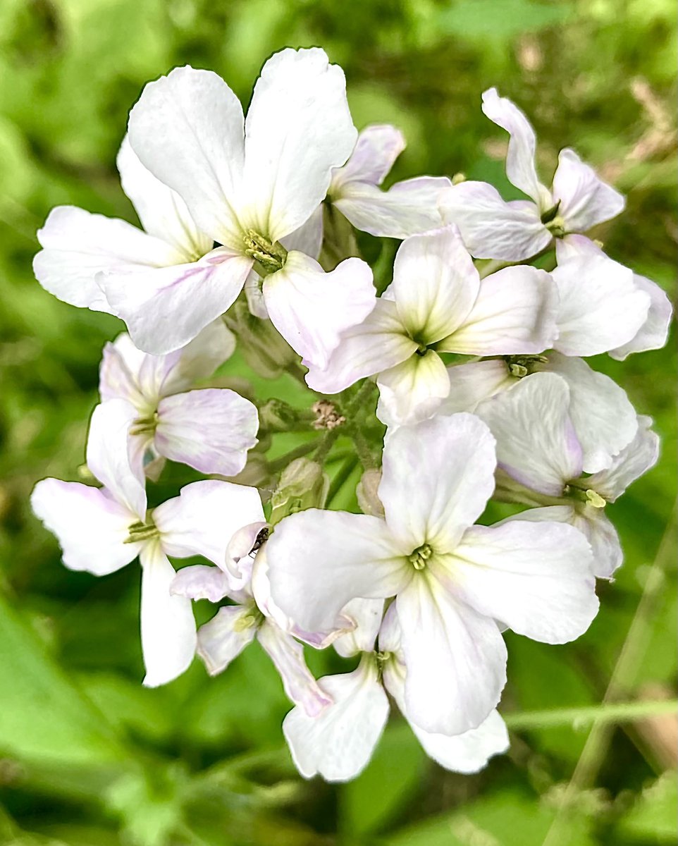La fleur du jour, Julienne des dames