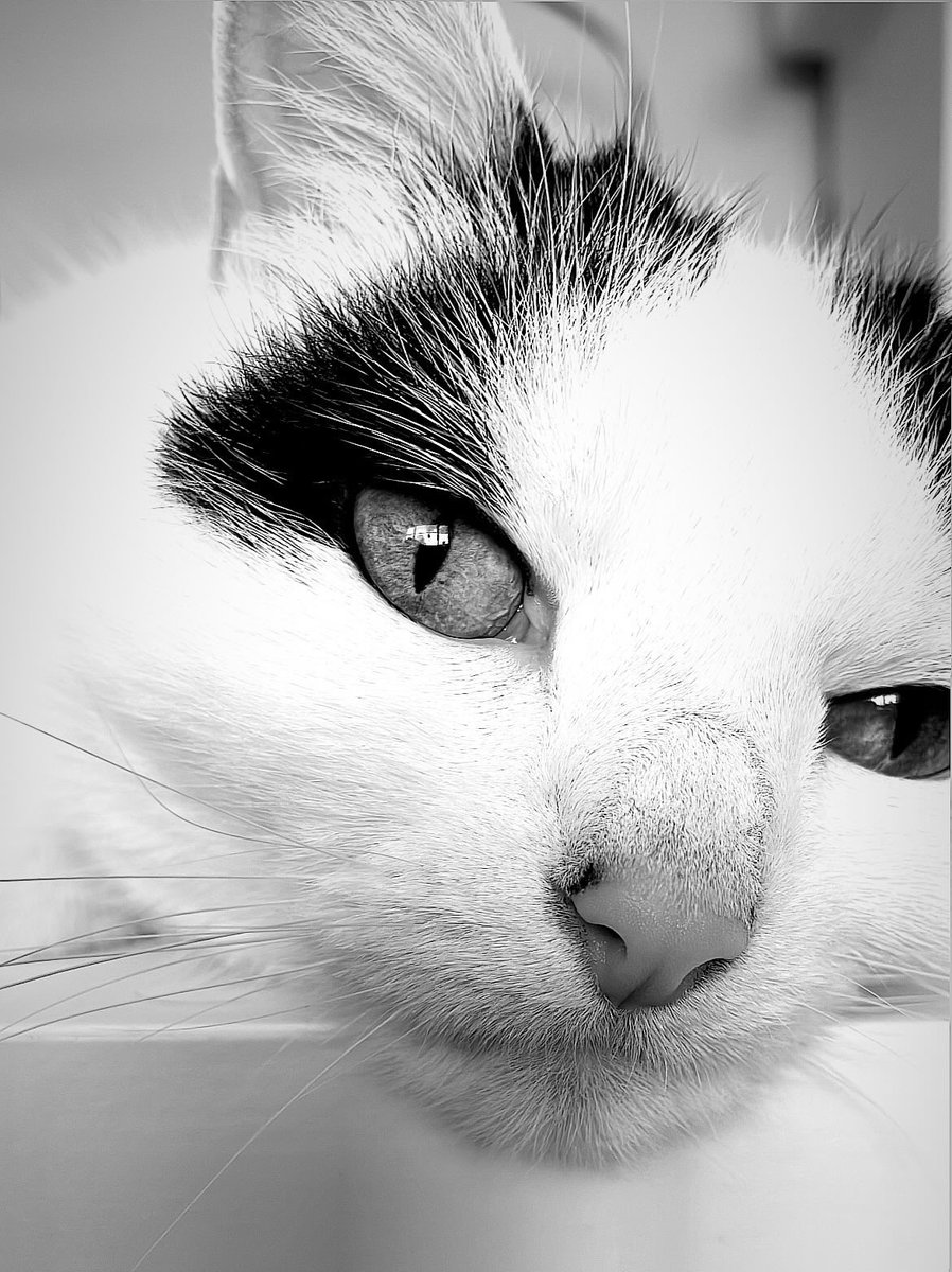 Happy #Caturday