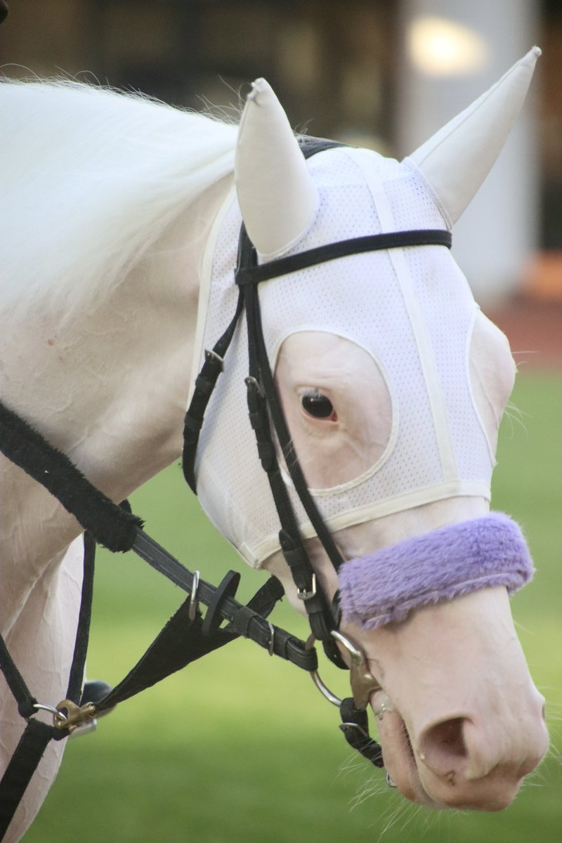 お馬さんが好き (@oumasansuki0106) / Posts / X