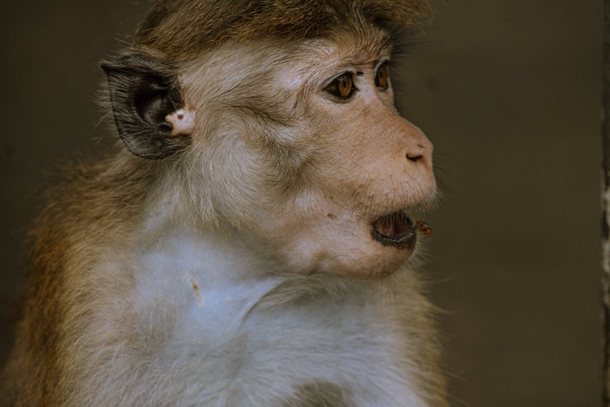 PDKImages's tweet image. Good morning and happy Saturday.
Some religious sites hire people in cardigans to keep things in order. At the Dambulla temple, Toque Macaques are the preferred option.
#wildlife #nature #srilanka #srilankawildlife #macaque