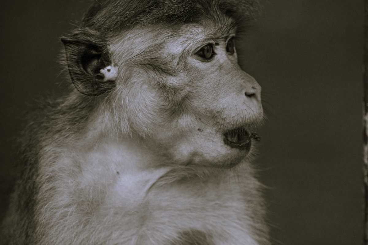 PDKImages's tweet image. Good morning and happy Saturday.
Some religious sites hire people in cardigans to keep things in order. At the Dambulla temple, Toque Macaques are the preferred option.
#wildlife #nature #srilanka #srilankawildlife #macaque