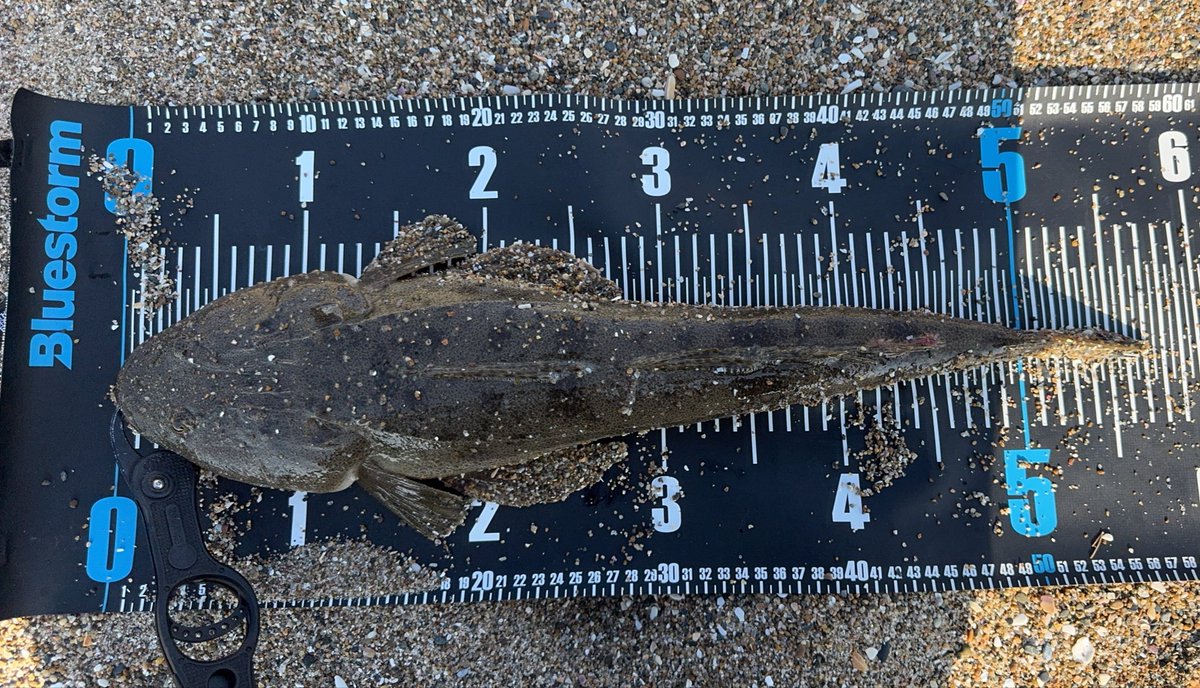 冷やし中華始めました！

ヒラメ狙いが本日もマゴチの猛攻に合い撃沈、

#福島サーフ
#磐城サーフ
#相馬サーフ
#県南サーフ
#仙南サーフ
#冷やし中華