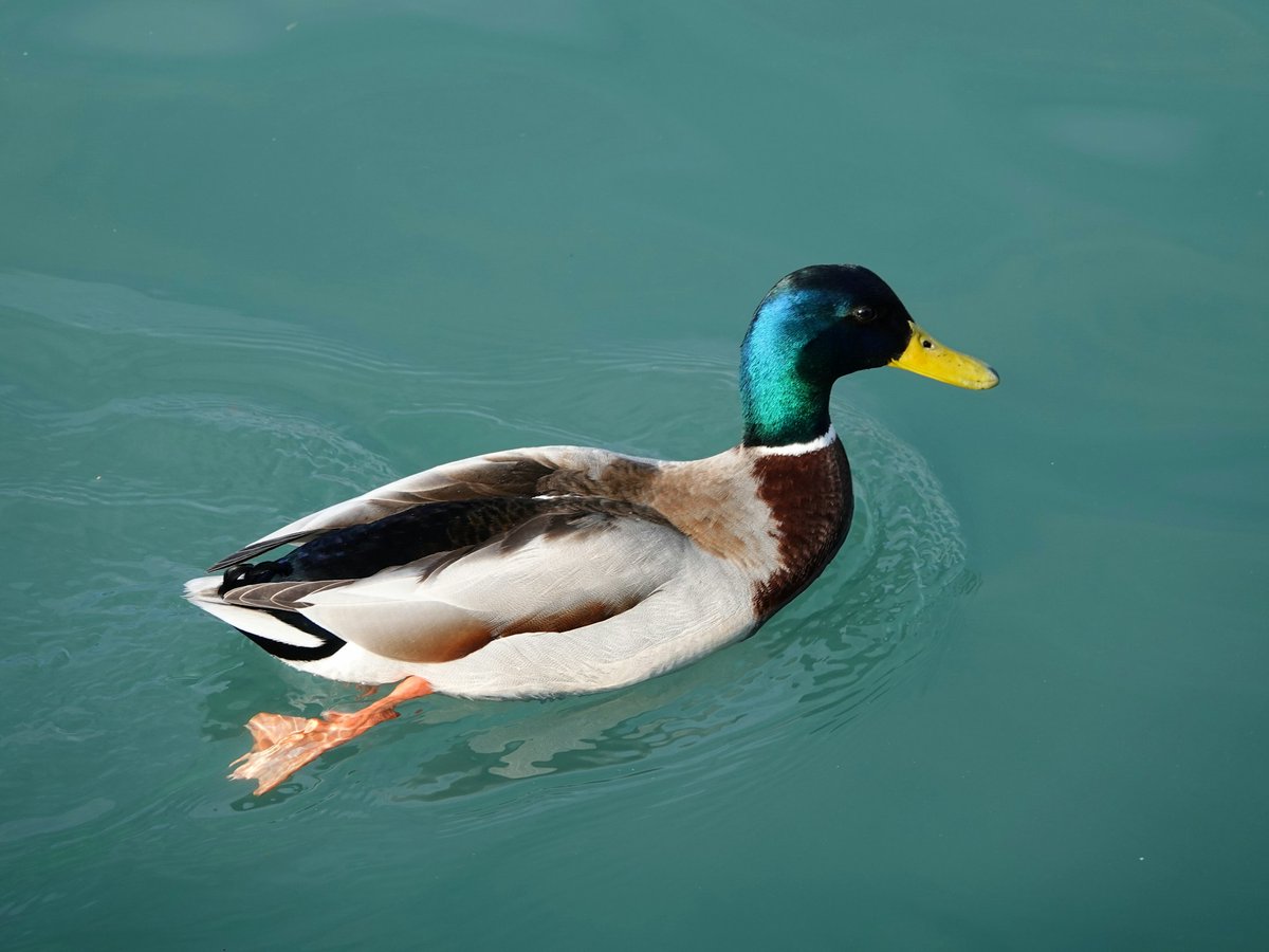 ArmageddonProse's tweet image. VIDEO: Deranged Feminist vs. Mating Ducks in Epic Public Meltdown
armageddonprose.substack.com/p/video-derang…