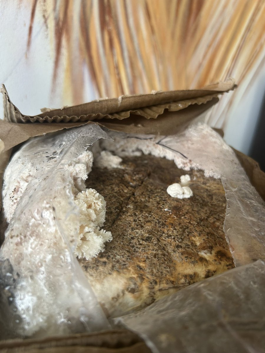 Day 10 of my lions mane experiment