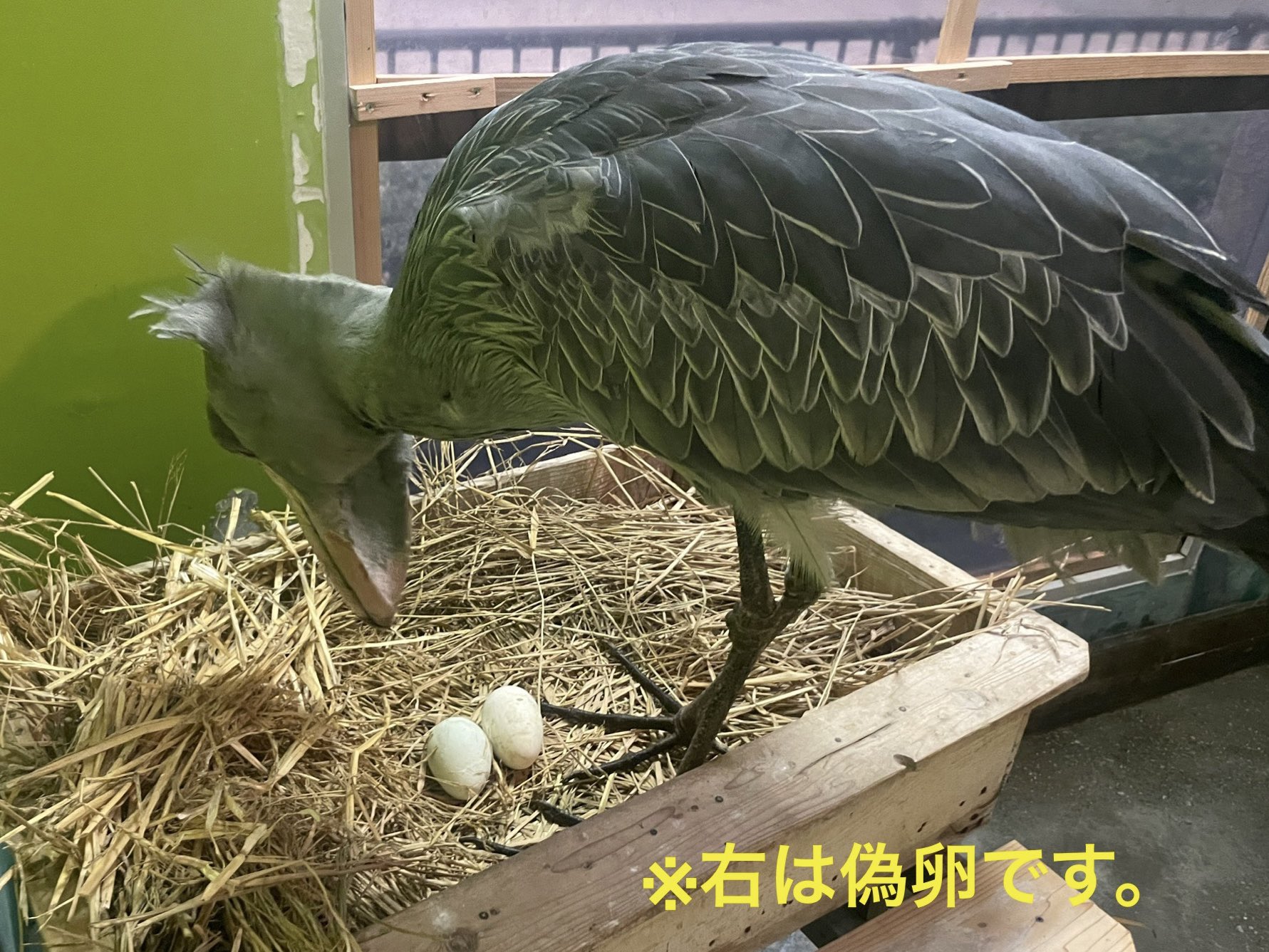 受注製作品】ハシビロコウのiPhoneケース《Android対応》ハード