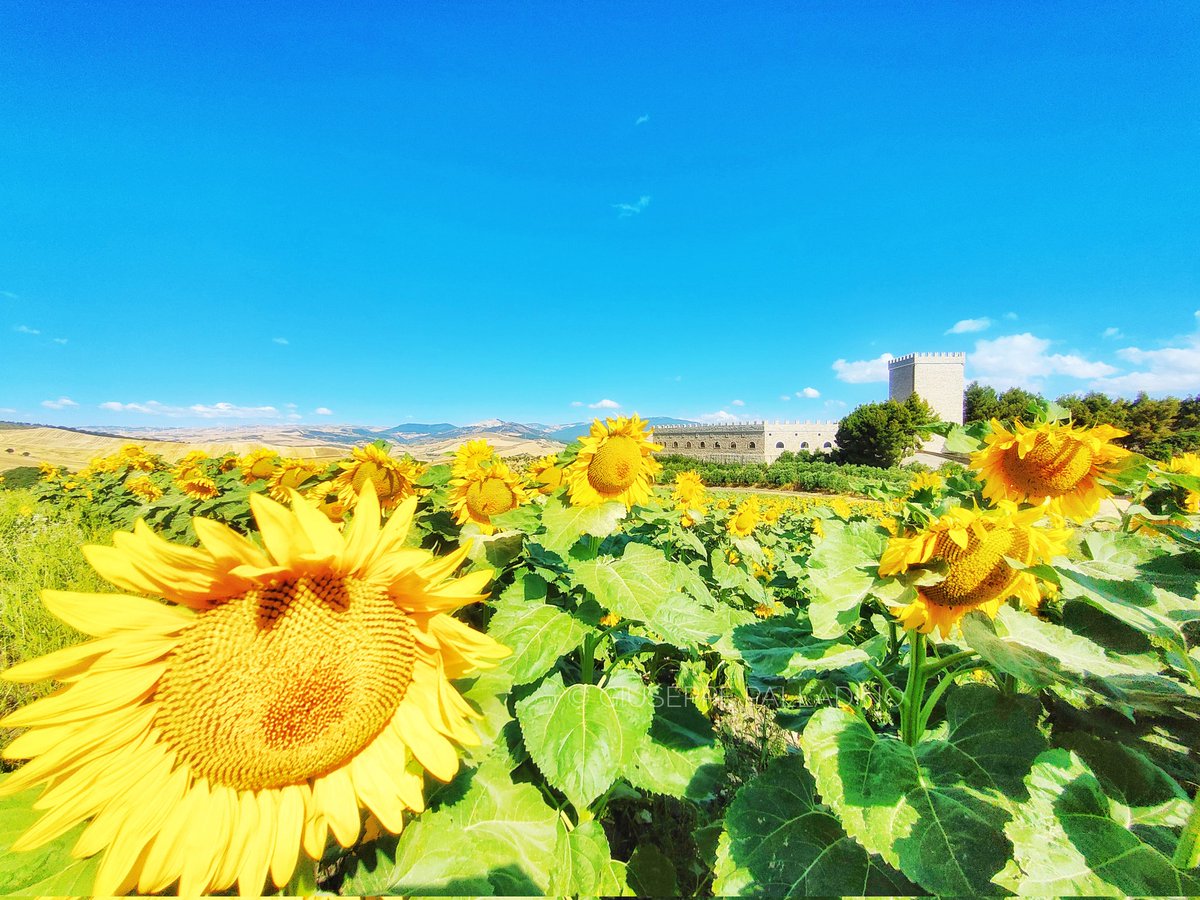 giuseppe palladino tweet media