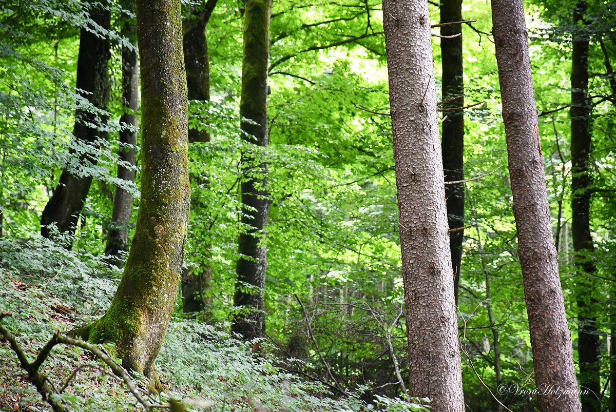 A little bit of recent nature. Wishing you a wonderful and magical day 🍀