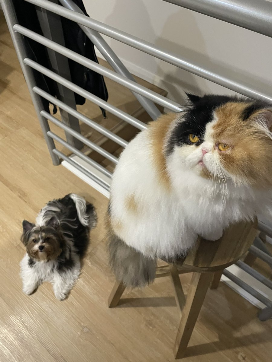 k216s10's tweet photo. ミミちゃんとタイニー

#ペルシャ猫 #PersiaCat 
#ポメラニアン　#Pomeranian
#ビューワーテリア #Biewerterrier https://t.co/WQlm65RbKv