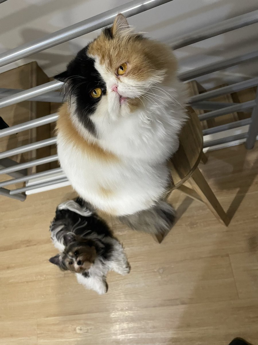 k216s10's tweet photo. ミミちゃんとタイニー

#ペルシャ猫 #PersiaCat 
#ポメラニアン　#Pomeranian
#ビューワーテリア #Biewerterrier https://t.co/WQlm65RbKv