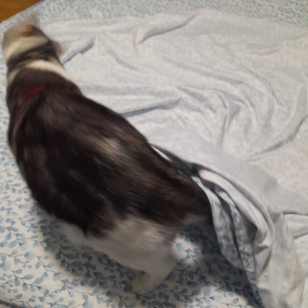 Diary of a cat servant: Why,  oh why,  do cats insist on "helping" us change the sheets? This was the first time I used these sheets so at least they started out with appropriate floof levels.