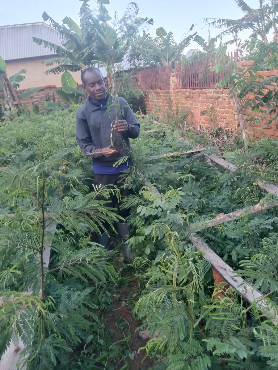 LuseMwamba95's tweet image. Gliricidia Sepium and Leucaena Leucocephala:
Nitrogen Fixation>>>>#SoilHealth
Trees On Farm Initiative #TOFI