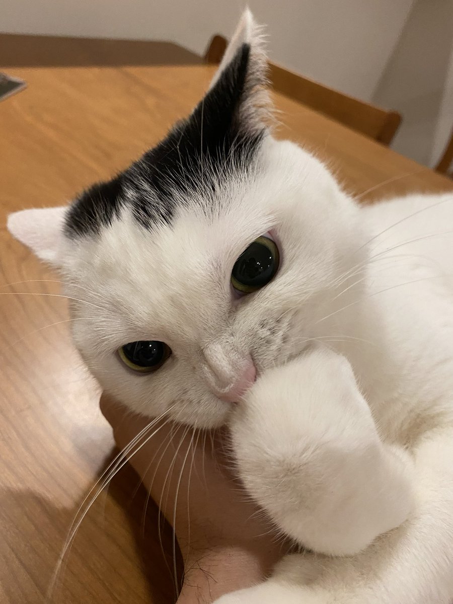 また好きな顔撮れた