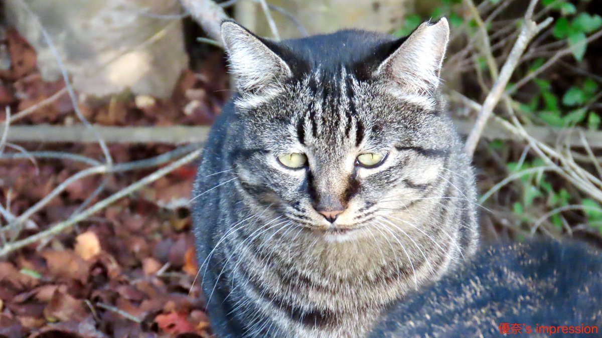 優奈のトレンド PART2。
『こどものうた』

チラリとのぞくパンツの色が気になって仕方ない
紺色のスカートなびかせつつ
颯爽と歩く乙女心に罪はない
その後方七段下を歩くハゲおやじのケータイ
200件以上におよぶ生JKのエロ画像
それを何に使うんですか先生？

　　　　　　　　　　　　　　　　by