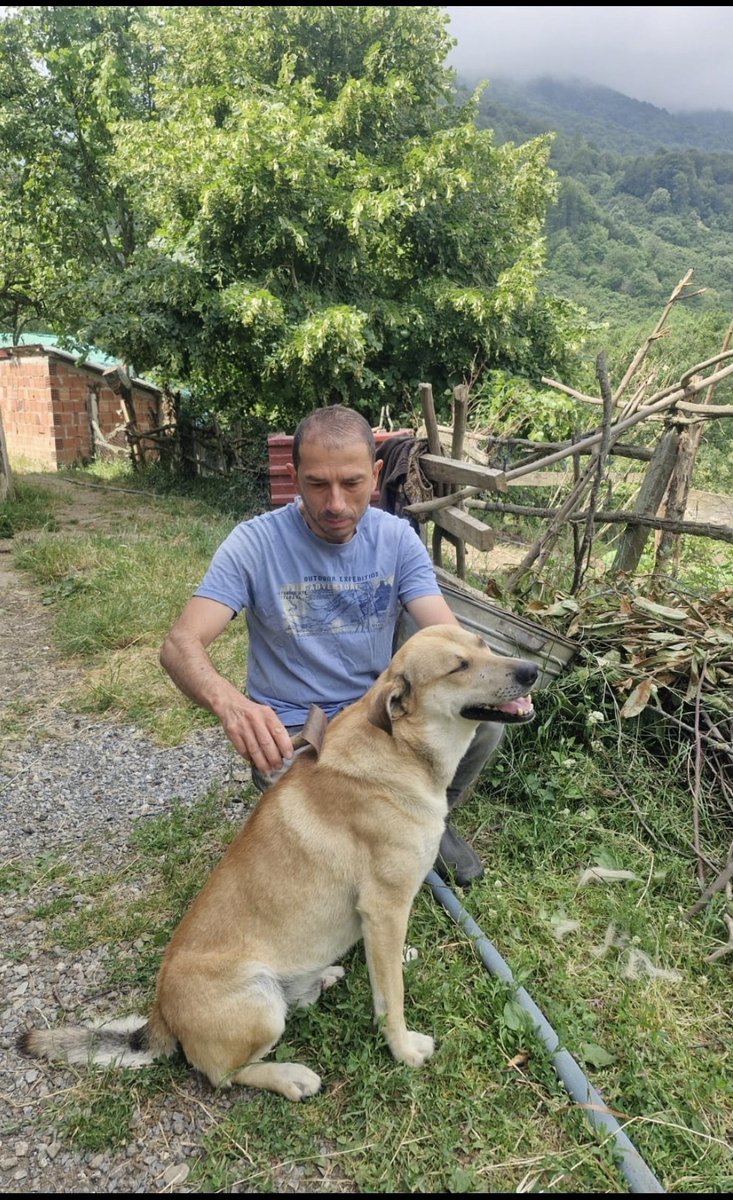 En sevdiği şey: taranmak 🐶😁