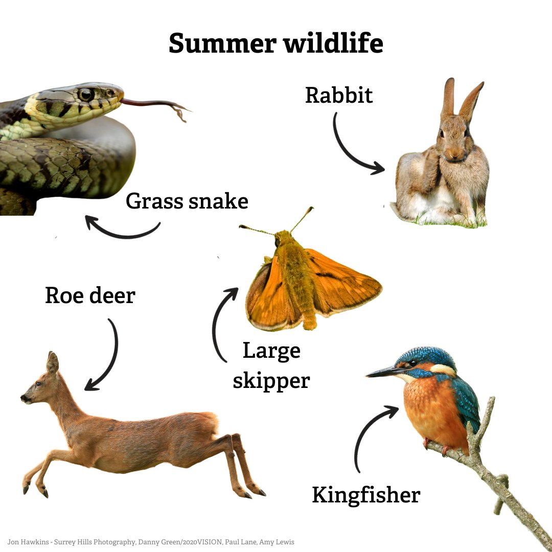 Summer is a fantastic time for wildlife watching! 🌞🙌

Have you spotted any of these species yet this summer? 👀 ~ Jack