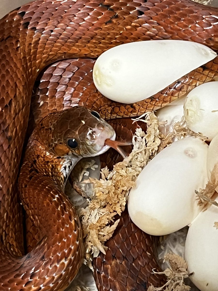 chopper_pet's tweet image. 久しぶりの投稿になってしまいました😅
差し入れでいただいた初めて食べたアイスの実🍇が美味しすぎて！最近アイスの実で生きてます。
コーンスネークはいつも通りに。
あとは、ブラックラットスネークラスティ、
ブラックラットスネークリューシ等が、
現在産卵してます