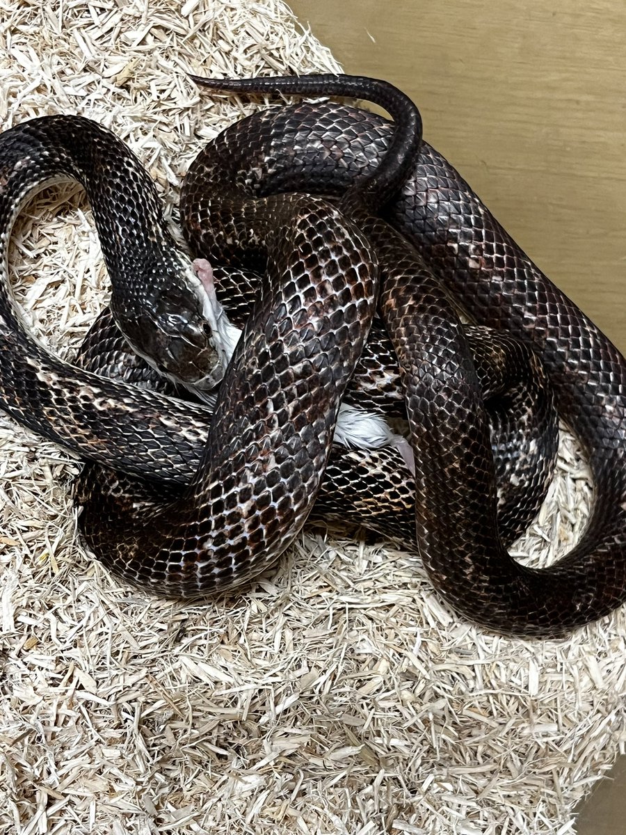 chopper_pet's tweet image. 久しぶりの投稿になってしまいました😅
差し入れでいただいた初めて食べたアイスの実🍇が美味しすぎて！最近アイスの実で生きてます。
コーンスネークはいつも通りに。
あとは、ブラックラットスネークラスティ、
ブラックラットスネークリューシ等が、
現在産卵してます