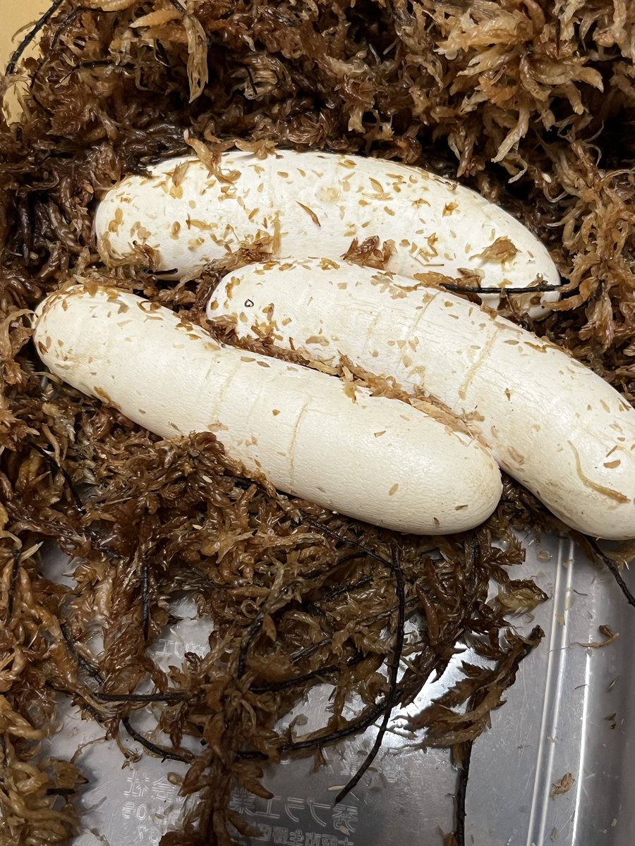 chopper_pet's tweet image. 久しぶりの投稿になってしまいました😅
差し入れでいただいた初めて食べたアイスの実🍇が美味しすぎて！最近アイスの実で生きてます。
コーンスネークはいつも通りに。
あとは、ブラックラットスネークラスティ、
ブラックラットスネークリューシ等が、
現在産卵してます