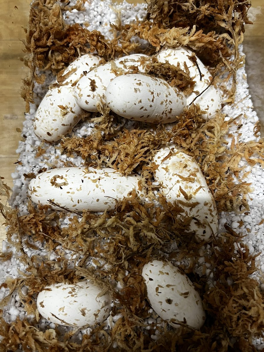 chopper_pet's tweet image. 久しぶりの投稿になってしまいました😅
差し入れでいただいた初めて食べたアイスの実🍇が美味しすぎて！最近アイスの実で生きてます。
コーンスネークはいつも通りに。
あとは、ブラックラットスネークラスティ、
ブラックラットスネークリューシ等が、
現在産卵してます