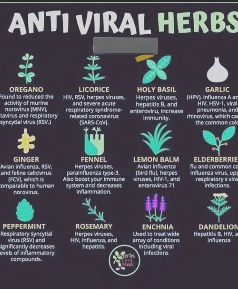 🚨 ANTI VIRAL HERBS ☘️

OREGANO
Found to reduced the
activity of murine
norovirus (MNV),
avians and respiratory
syncytial virus (RSV.)

LICORICE
HIV, RSV, herpes viruses,
and severe acute
respiratory syndrome-
(SARS-CoV) virus

HOLY BASIL
Herpes viruses,
hepatitis B, and