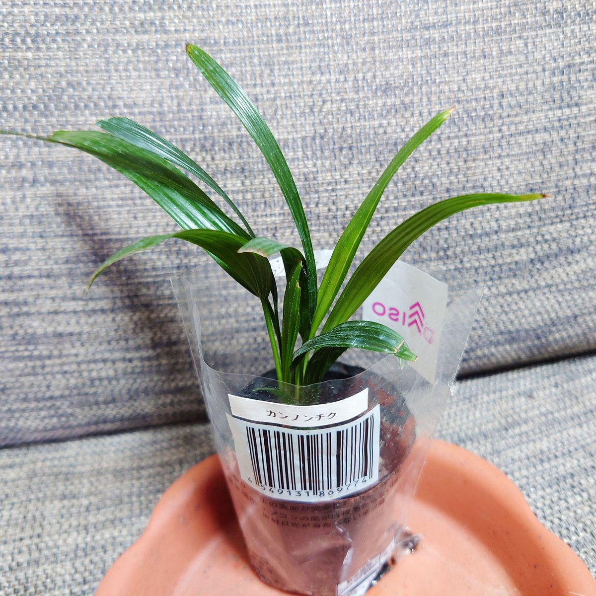 Kutune_Shirka's tweet image. ダイソーで買った植物シリーズ
名前に竹とついてるけどヤシの仲間なので混乱します😵‍💫
大きさ的にもまだまだ子供なので､これからの成長がとても楽しみ
シュロチクもダイソーに売っていれば買いたいなぁ
#XPERIA5II #観葉植物 #観音竹 #カンノンチク #ヤシ科 #葉 #スマホ写真 #写真