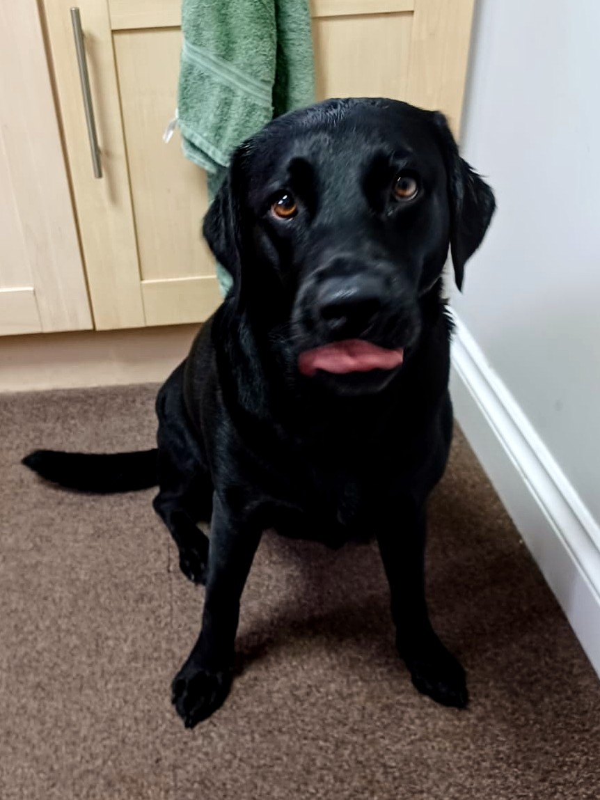 aemlair's tweet image. Dora (biggest baby in the world) is somehow FIVE today!! She has little white hairs on her chin 😭