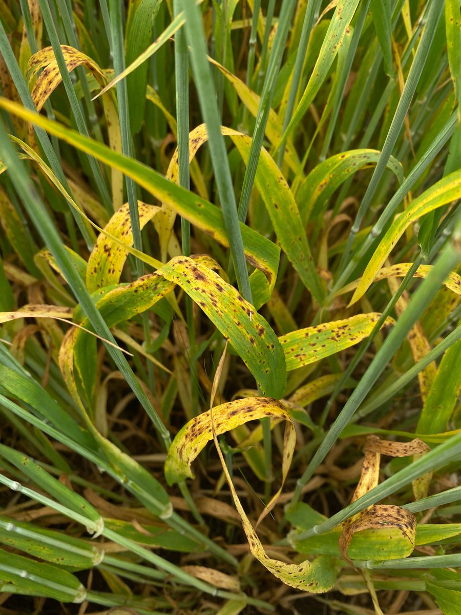 Feeling all zen and reconnected with my inner pathologist after some cool damp weather and proper disease in Ireland 🧘‍♀️