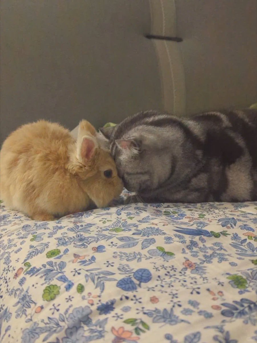 Why you should have a rabbit (@shouldhaverabit) on Twitter photo 