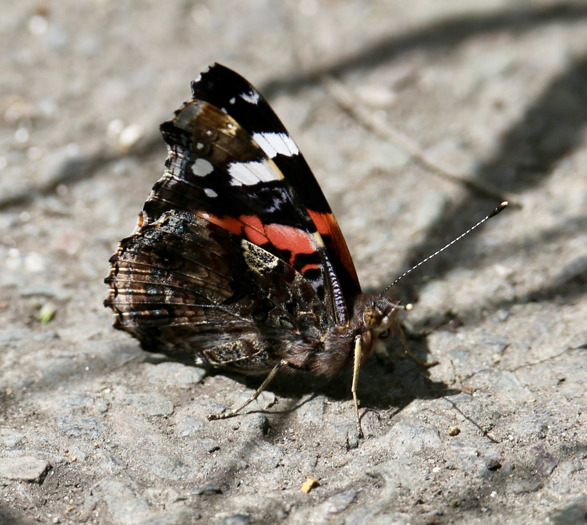 MaxineHovell's tweet photo. Red Admiral butterfly
#Butterfly #insects #wildlife #wildlifephotography #NaturePhotography https://t.co/y1PPJutRre