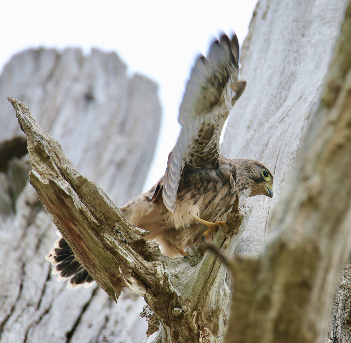 MaxineHovell's tweet photo. Recently fledged kestrel 
#birds #BirdsUp #BIRDSTORY #BirdsOfTwitter #wildlifephotography #wildlife #birdphotography #Raptors #birdsofprey https://t.co/ZyAFWrtIZm