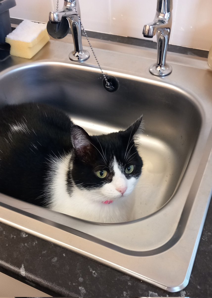 DeeChamberlain9's tweet photo. Waiting for me to turn the tap on 😂 🐈‍⬛  She has 2 water fountains 🙄 https://t.co/AjDd2mvZF5
