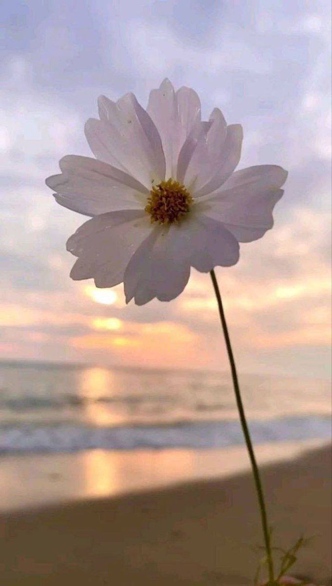 مهما كانت ظنونهم أنا أثق جداً بنقائي🤍.