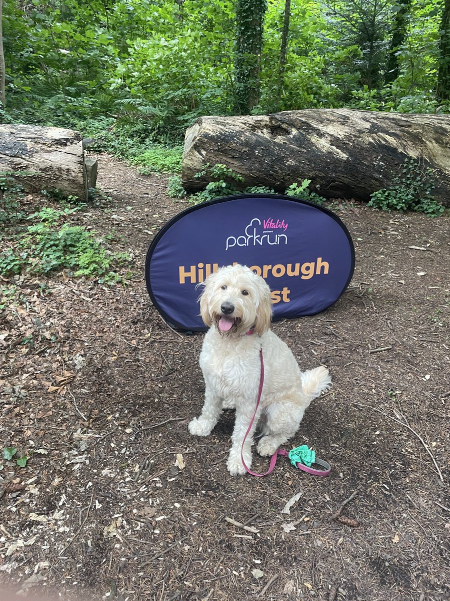 Colin Reid (@2mircol) on Twitter photo Great turnout for <a href="/hillsforestpr/">Hillsborough Forest parkrun</a> 4th birthday. Thanks to Stan and all the volunteers. I had the pleasure of the lovely Rosie who walked while I ran Great turnout for <a href="/hillsforestpr/">Hillsborough Forest parkrun</a> 4th birthday. Thanks to Stan and all the volunteers. I had the pleasure of the lovely Rosie who walked while I ran