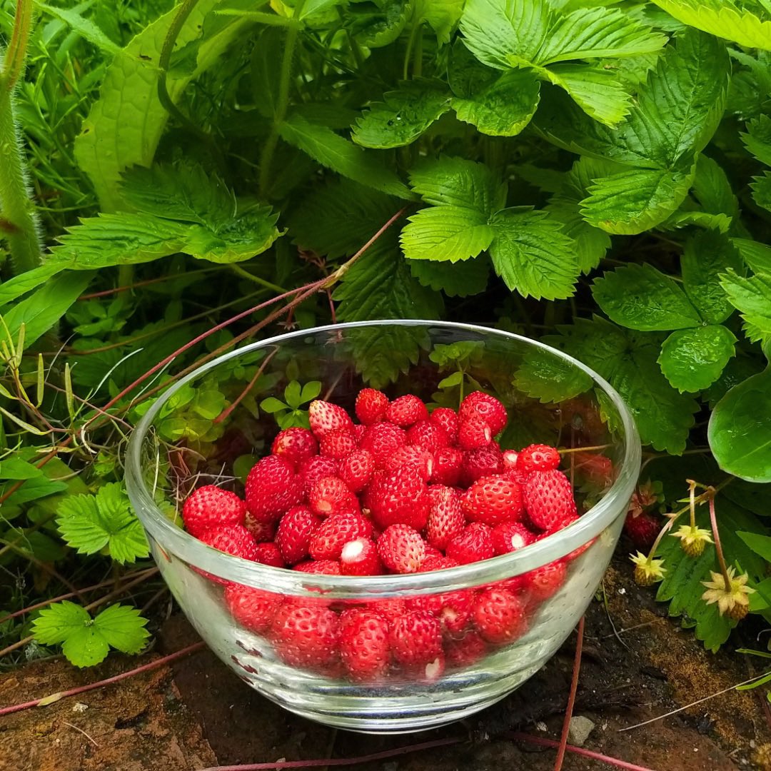 Tucked behind Ghan House is a beautiful vegetable, polytunnel and herb garden where fresh produce is grown onsite and taken straight to the kitchen 🍅 Maintaining our 2AA Rosettes is very important our Stephane &amp; his kitchen team! 🍽✨ #GhanHouse #Carlingford #IrelandsBlueBook