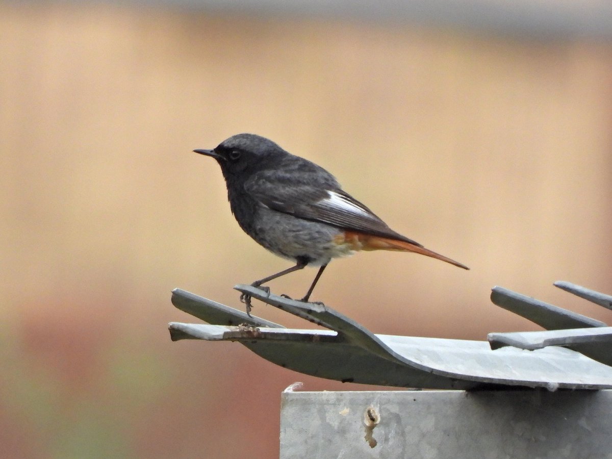 Birmingham City run;
5 Black Redstart