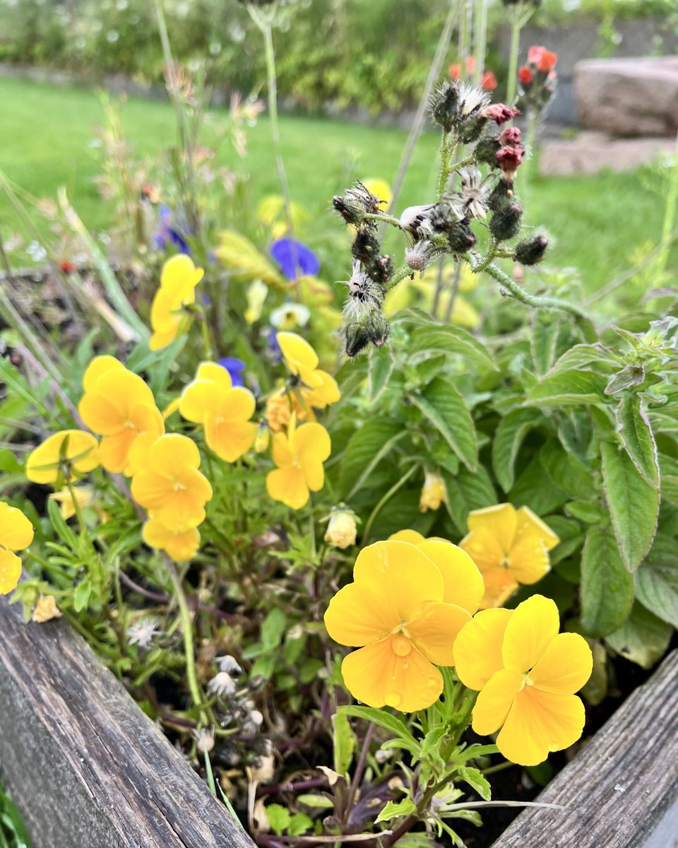 Ewa Sherman (@sh_ewa) on Twitter photo Good morning and good #Saturday 
My #YellowObsession 🌻 Good morning and good #Saturday 
My #YellowObsession 🌻