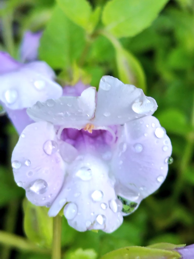 bua10732378's tweet image. お暑うございます。暑いけども
湿度が低い様な爽やかな1日で
良かったです。眉毛を蚊に刺さ
れました。何故にそこ?
フェアリースターさんにバイカラ
ーを発見!!何となく涼んで下さい。
トレニアさんには今年も指輪が、
ちゃんとありま〜す。