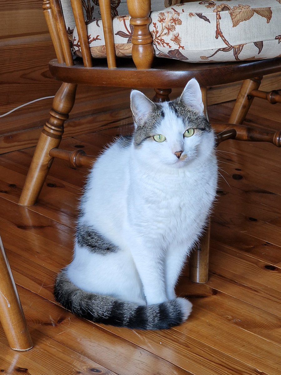 Tänään on hänen armonsa Sulo-Sulanderin viisivuotissynttäripäivä ❤️