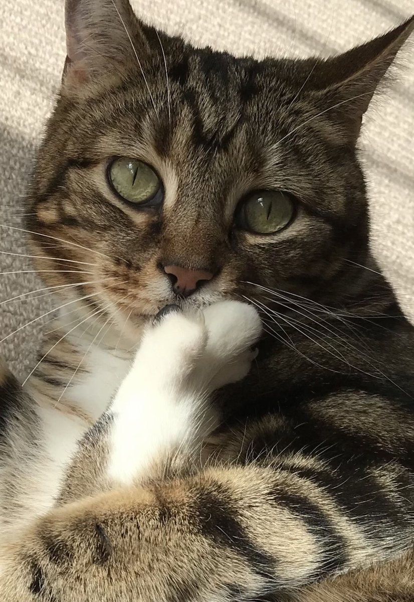 😺toe bean kisses for the ladies. Any takers? #Hedgewatch #CatsOfX 😽😽