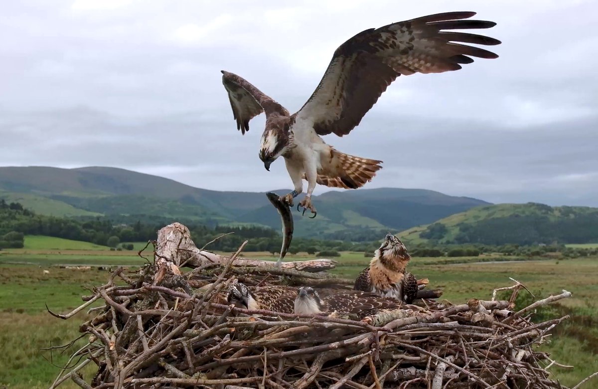 DyfiOspreys's tweet image. Bore da
Another fish delivery yesterday.
But hang on..... look who's caught her first fish of the season on the Dyfi
This is quite a bit early, even for Telyn
