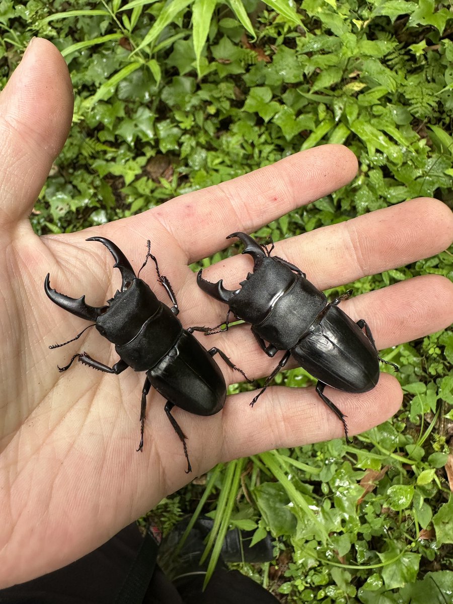 Sparkle Beetle (@BeetleSparkle) / X