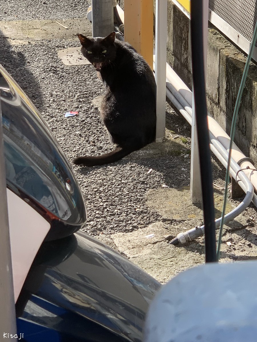 撮りためた猫写真をたれ流し🐱

にゃんだよ〜💢シャー💢

#ねこ #猫写真
#猫好きさんと繋がりたい