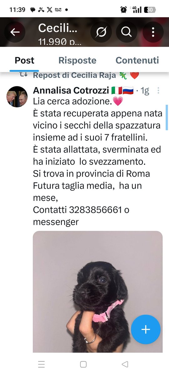 LIA CERCA ADOZIONE, È STATA RECUPERATA VICINO AI SECCHI DELLA SPAZZATURA INSIEME AI SUOI 7 FRATELLINI .
È STATA ALLATTATA, SVERMINATA E HA INIZIATO LO SVEZZAMENTO. SI TROVA IN PROVINCIA DI ROMA.
HA 1 MESE FUTURA TAGLIA MEDIA. ♥️♥️♥️🤞
3283856661 whatsapp 
Grazie ♥️