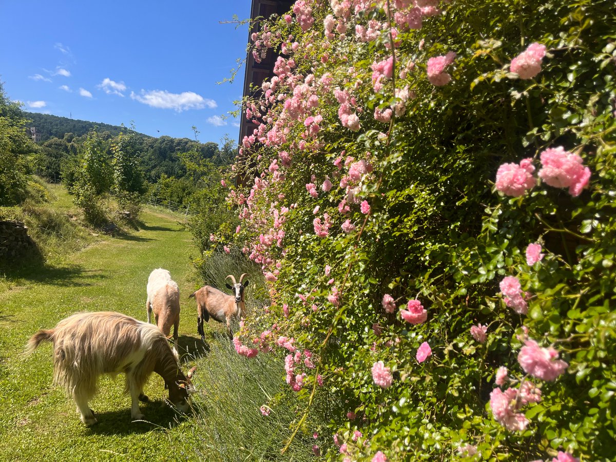Der Fremdenverkehrsverband Lockenhaus wünscht einen schönen Samstag! Bitte bleibt Fremde und kommt nicht her!