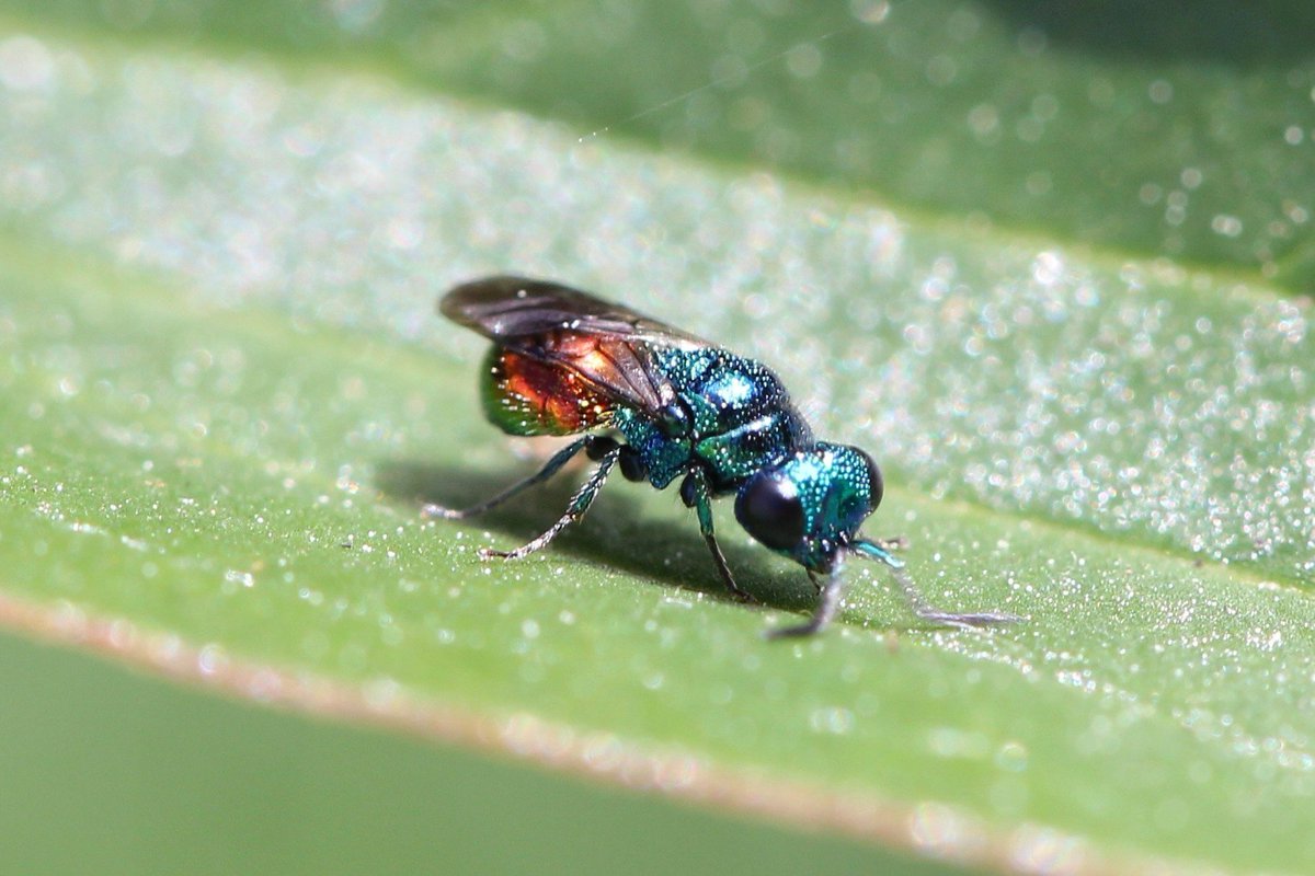 Caron Blay tweet media